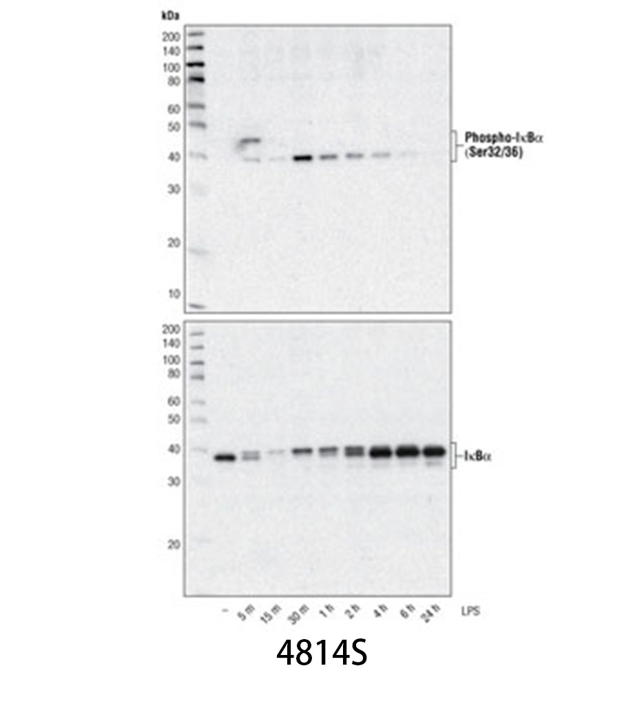 IκBα (L35A5) Mouse mAb (Amino-terminal Antigen)