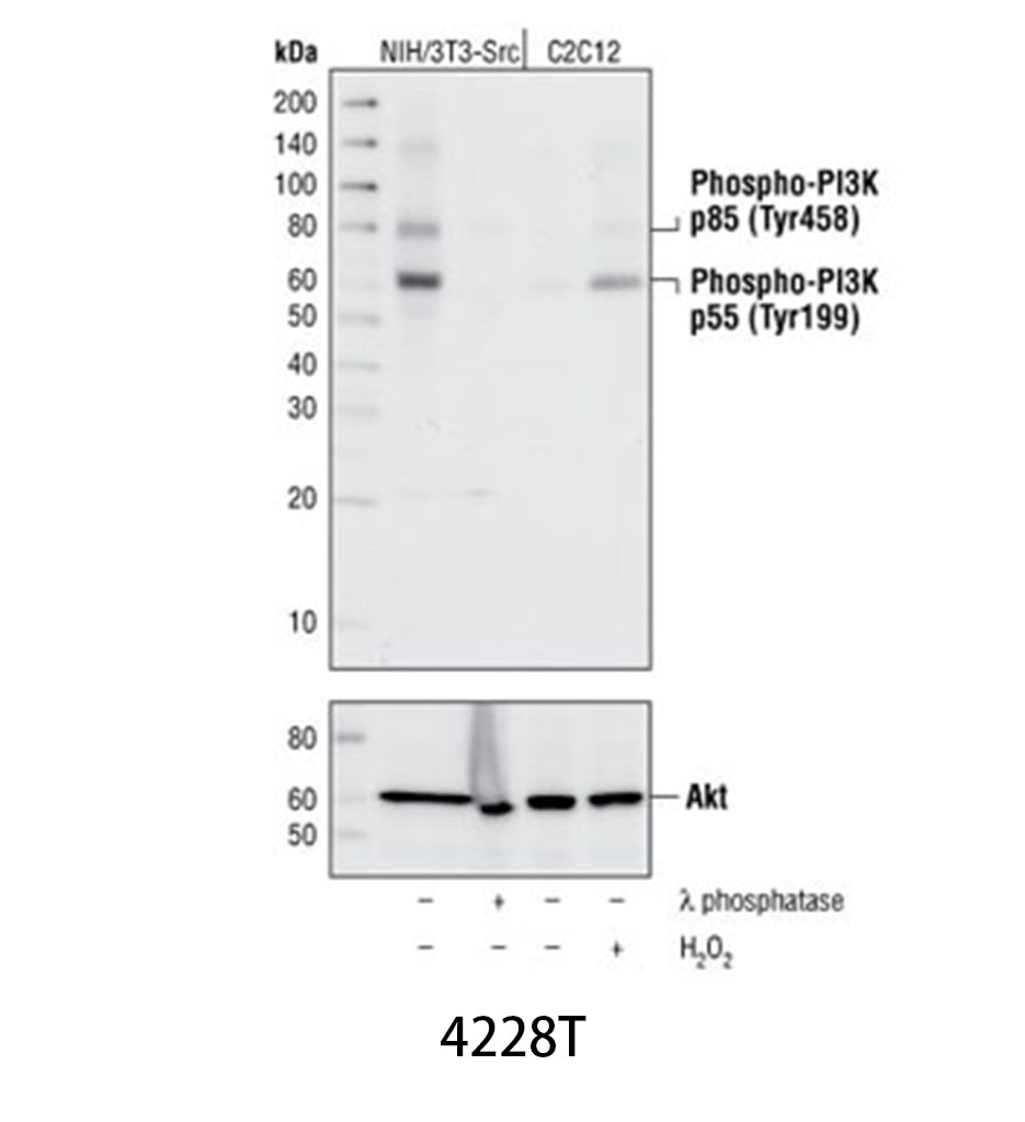 Phospho-PI3 Kinase p85 (Tyr458)/p55 (Tyr199) Antibody
