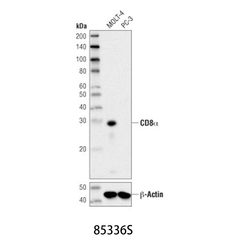 CD8α (D8A8Y) Rabbit mAb