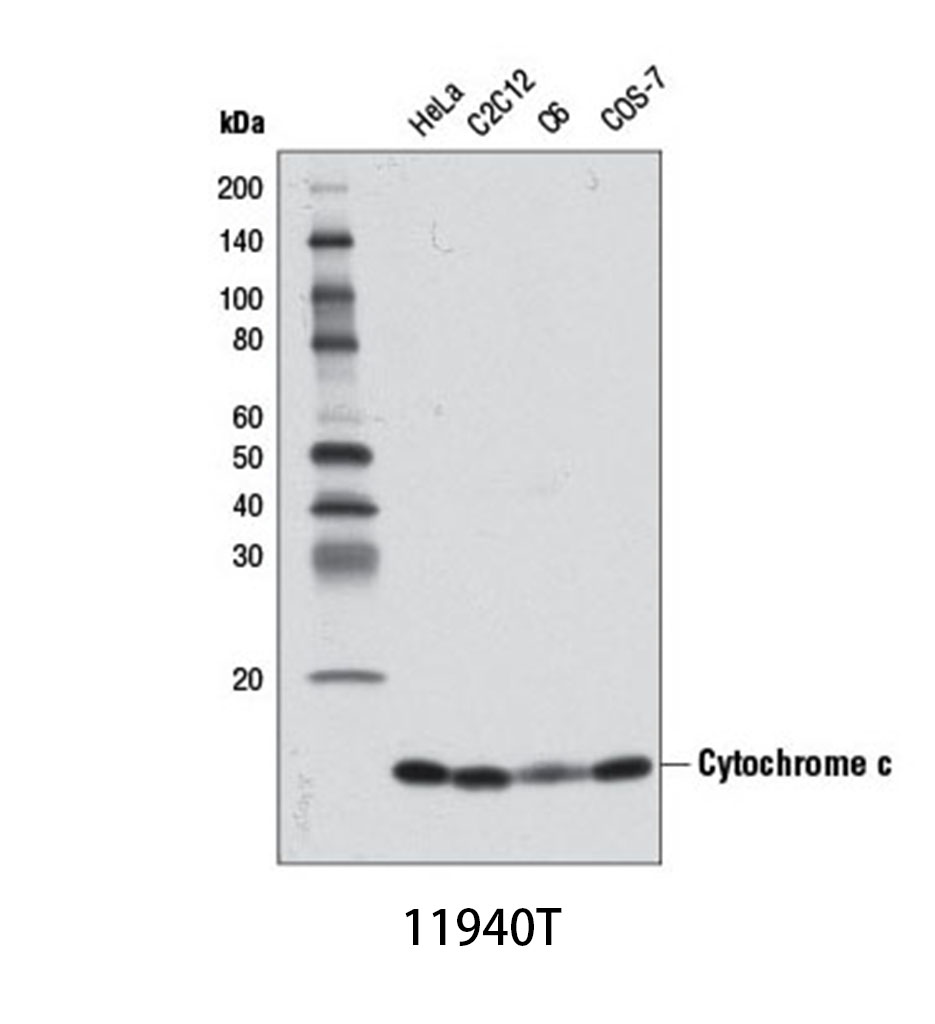 Cytochrome c (D18C7) Rabbit mAb