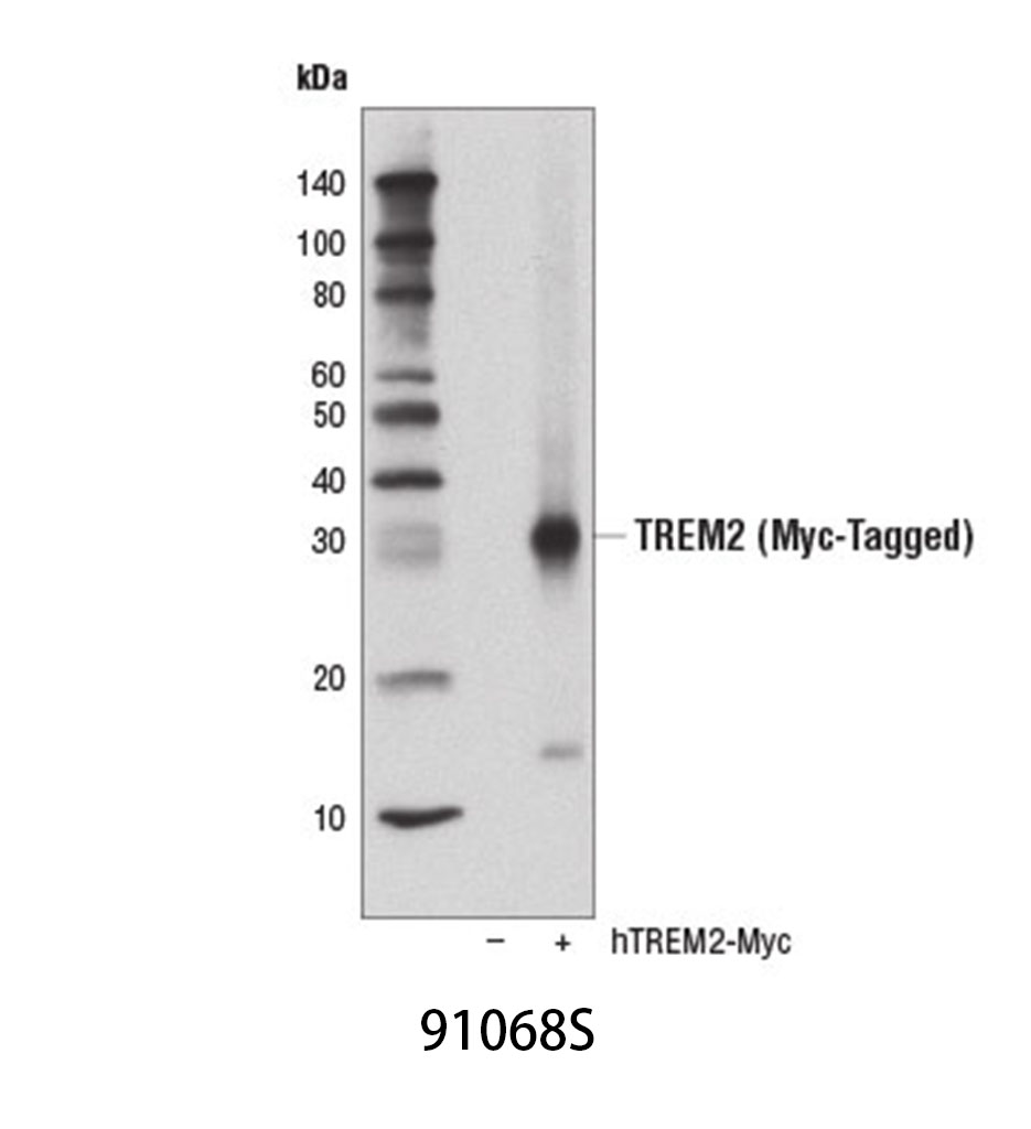 TREM2 (D8I4C) Rabbit mAb