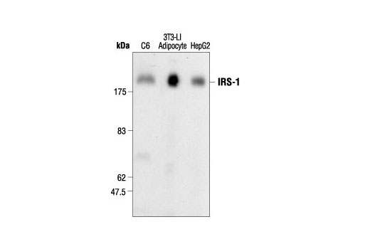 IRS-1 Antibody
