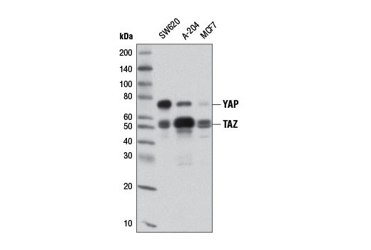 YAP/TAZ (D24E4) Rabbit mAb