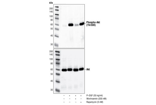 Phospho-Akt (Thr308) (244F9) Rabbit mAb