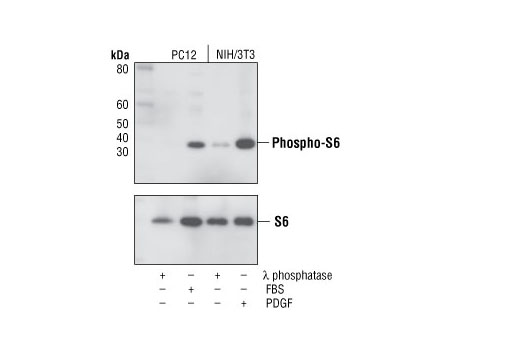 Phospho-S6 Ribosomal Protein (Ser235/236) (D57.2.2E) XP Rabbit mAb