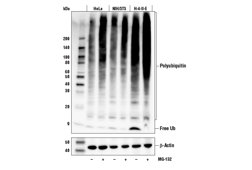 Ubiquitin (E4I2J) Rabbit mAb