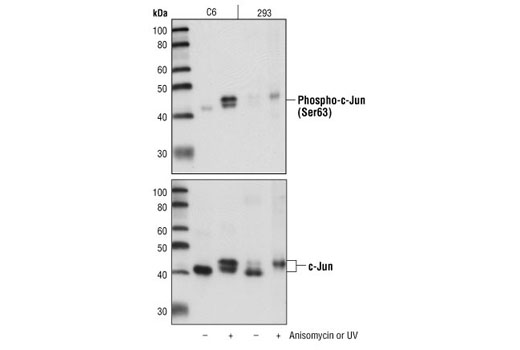 Phospho-c-Jun (Ser63) (54B3) Rabbit mAb