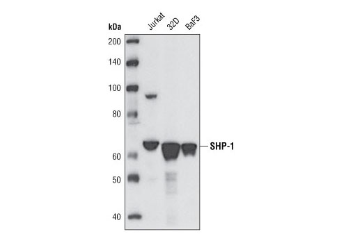 SHP-1 (C14H6) Rabbit mAb