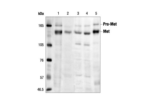 Met (25H2) Mouse mAb
