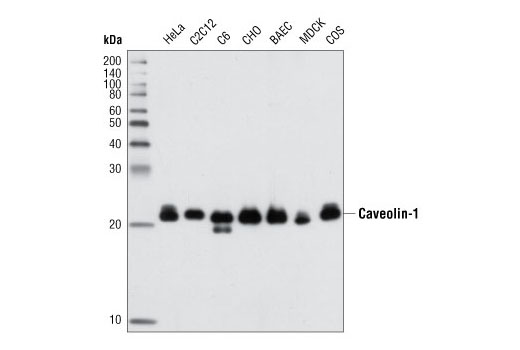 Caveolin-1 (D46G3) XP Rabbit mAb