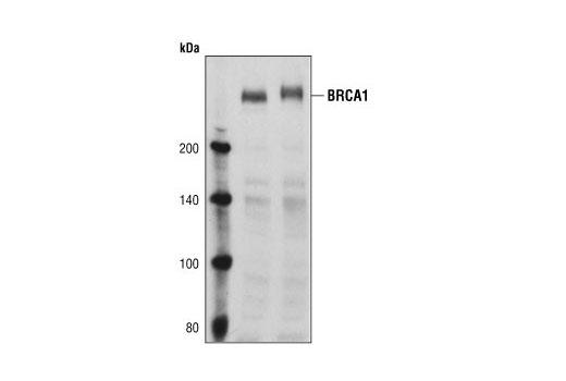BRCA1 Antibody