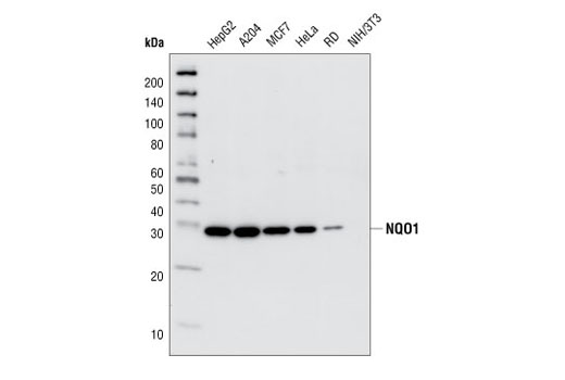 NQO1 (A180) Mouse mAb