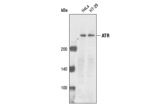 ATR Antibody