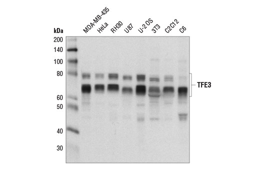 TFE3 Antibody