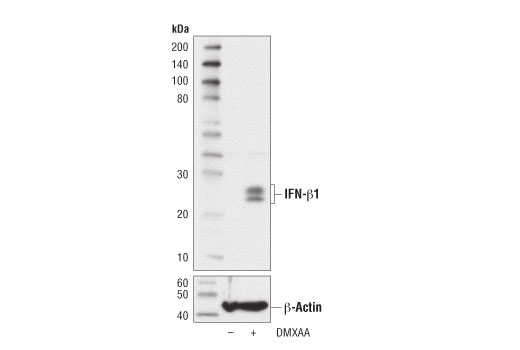 IFN-β1 (D2J1D) Rabbit mAb (Mouse Specific)