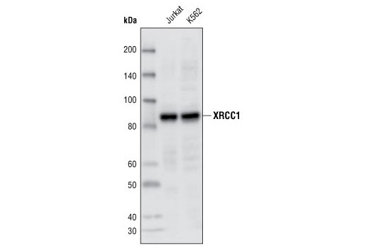 XRCC1 Antibody