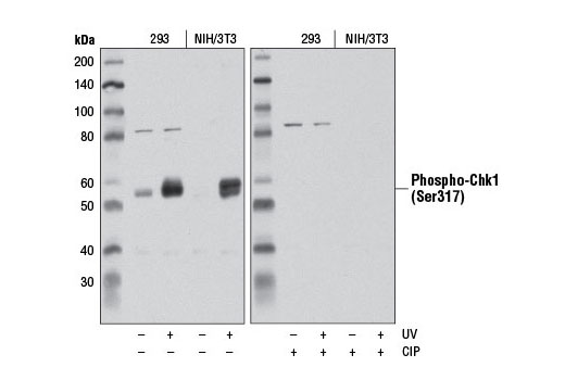 Phospho-Chk1 (Ser317) (D12H3) XP Rabbit mAb
