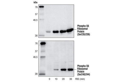 Phospho-S6 Ribosomal Protein (Ser235/236) Antibody