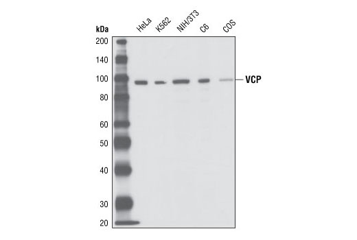 VCP Antibody