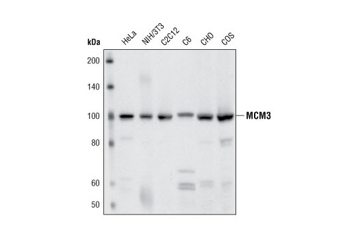 MCM3 Antibody