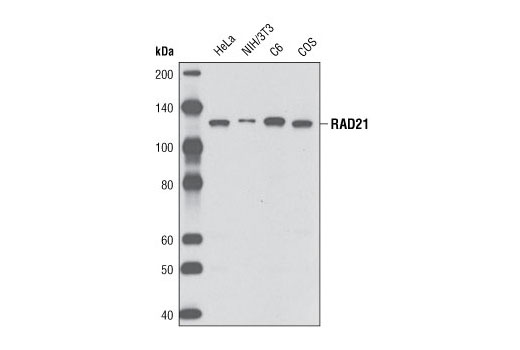 RAD21 (D213) Antibody
