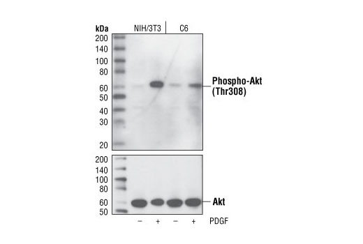Phospho-Akt (Thr308) (L32A4) Mouse mAb