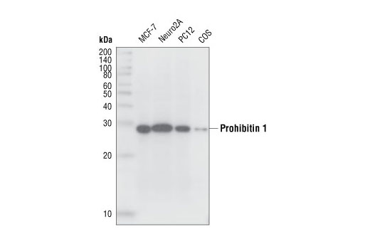 PHB1 Antibody