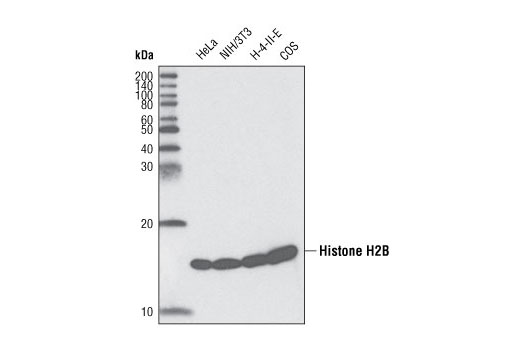 Histone H2B (53H3) Mouse mAb