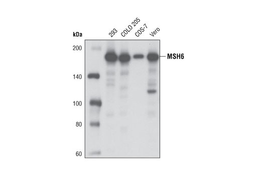 MSH6 (D60G2) XP Rabbit mAb