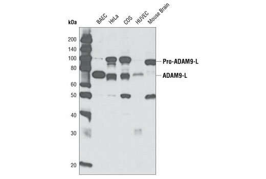 ADAM9 Antibody