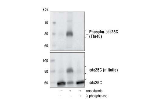 Phospho-cdc25C (Thr48) Antibody