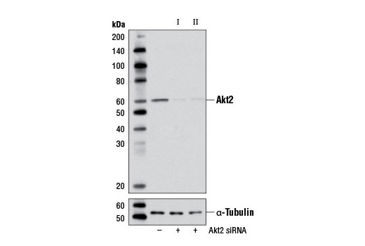 SignalSilence Akt2 siRNA I (Mouse Specific)