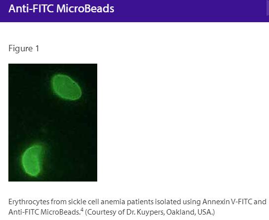 Anti-FITC MicroBeads  -lyophilized