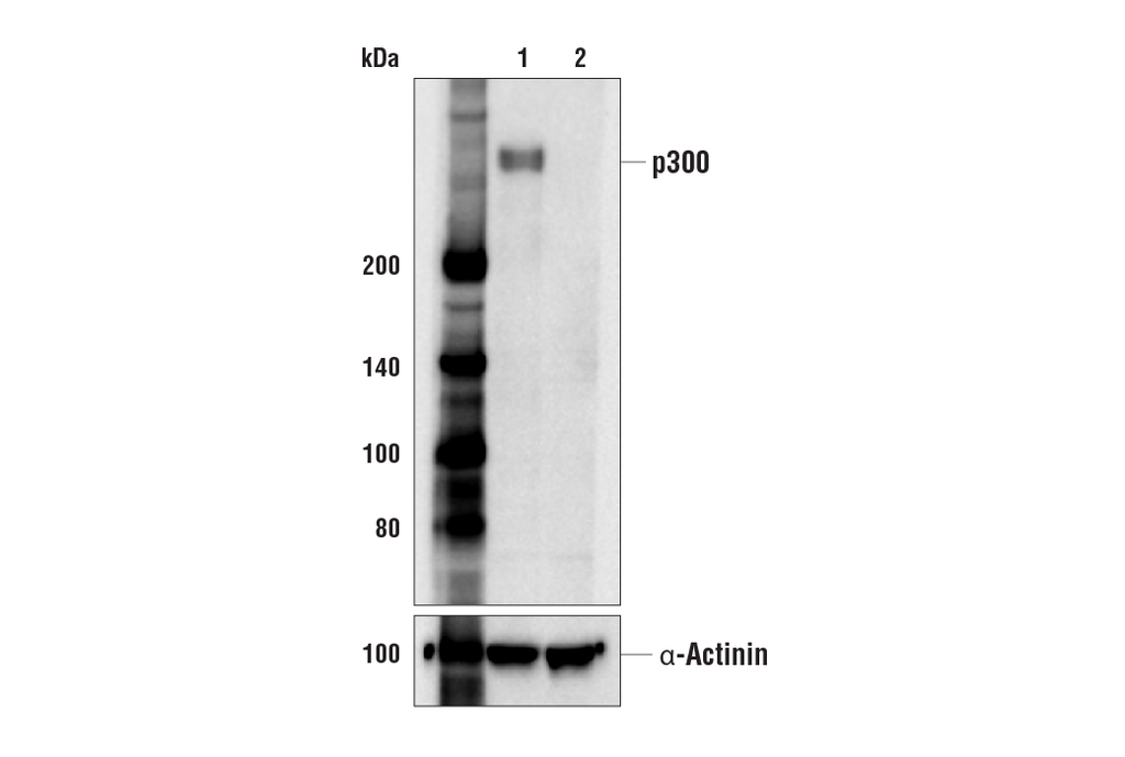 p300 (E6D1T) Rabbit Monoclonal Antibody