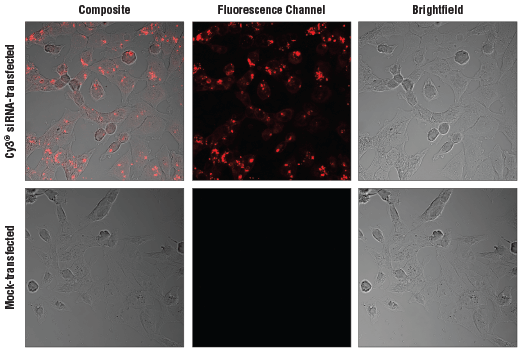 SignalSilence Control siRNA (Cy3 Conjugate)