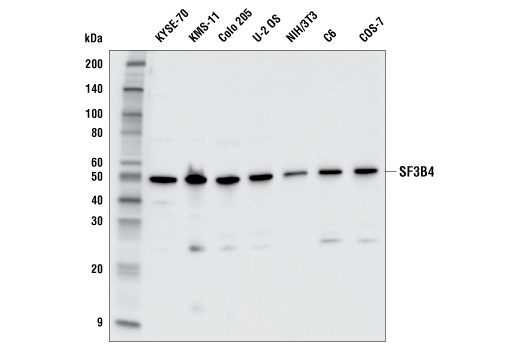 SF3B4 Antibody